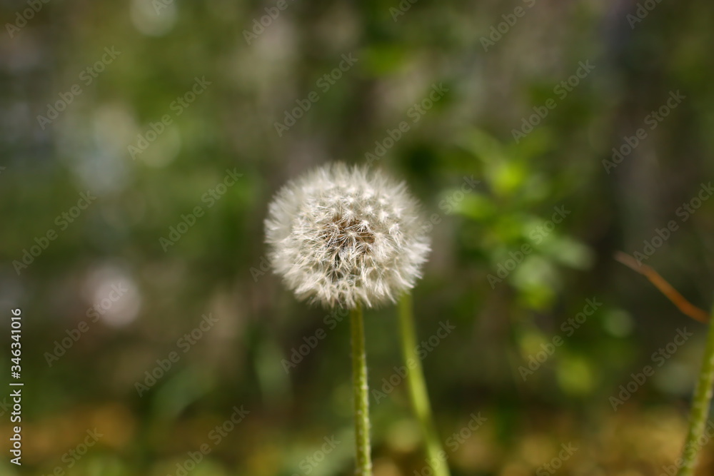 spring ripening of dandelion flowers and flying white seeds on green grass against a background of green trees and shrubs spring ripening of dandelion flowers and flying white seeds on green grass against a background of green trees and shrubs