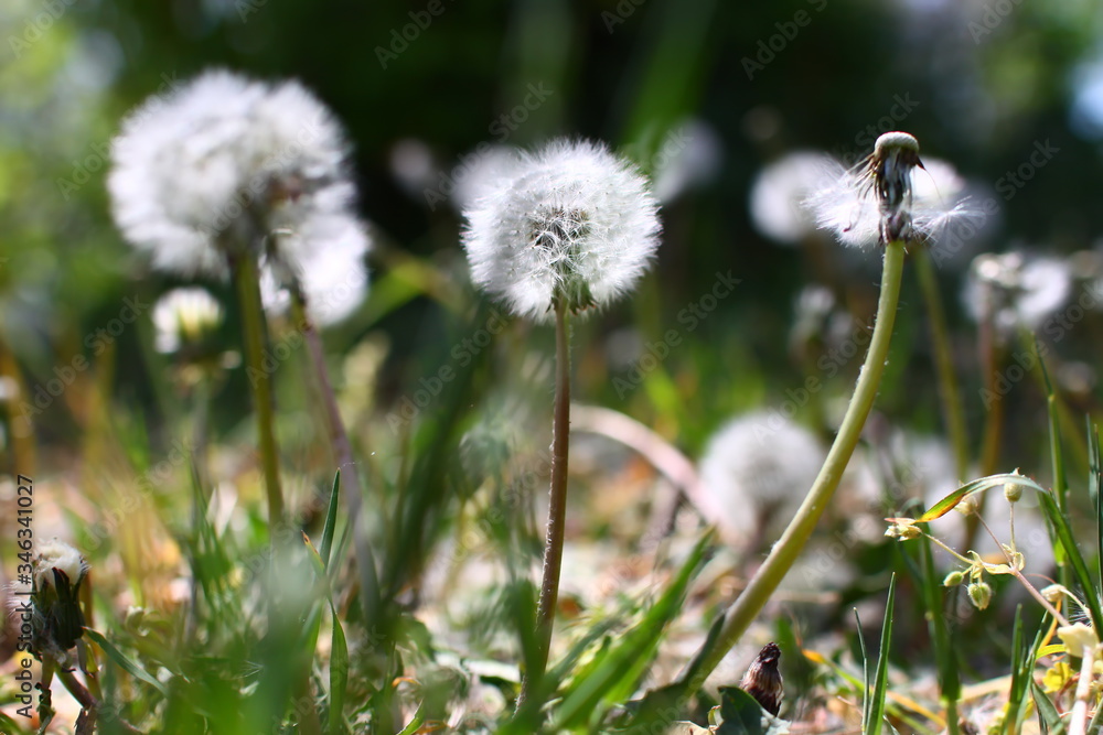 spring ripening of dandelion flowers and flying white seeds on green grass against a background of green trees and shrubs