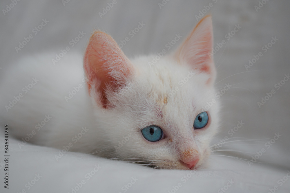 Gato blanco adorable