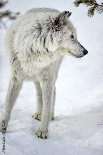 Beautiful white wolf in Yellowstone. © Jo
