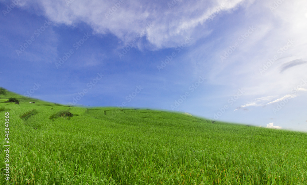 Green rice field and blue sky, seasonal, natural, energy, and environment concept background