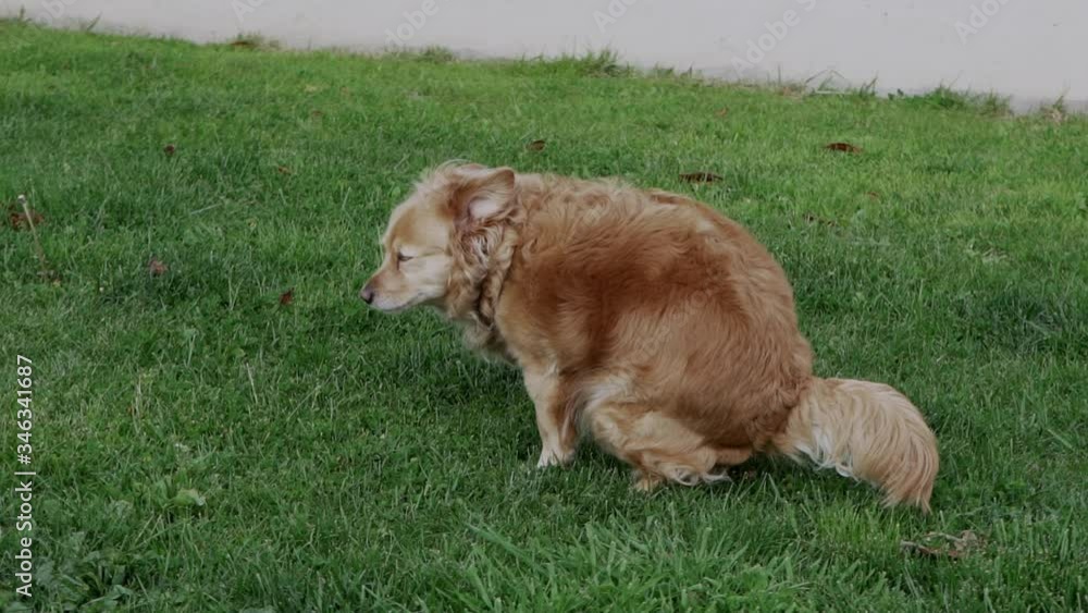 Slow motion footage of greek breed Kokoni dog, pooping on grass