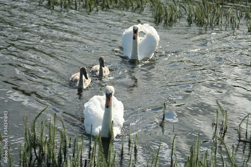 Fotografia High Angle View Of Mute Swans With Cygnets Swimming In Lake