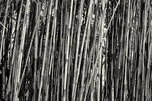 Fotografia Full Frame Shot Of Bamboos