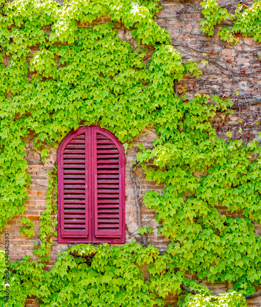 bright red shuttered window surrounded by green creeping vines over brick wall bright red shuttered window surrounded by green creeping vines over brick wall