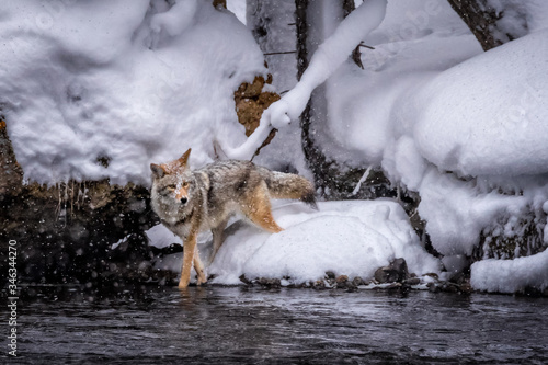 Coyote steps in freezing water during snow storm while hunting for food photo