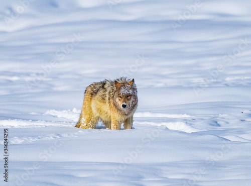 Coyote stops to rest after running through deep snow. photo