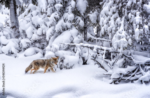Coyote with heavy winter coat, walks through deep snow in Yellowstone National park.