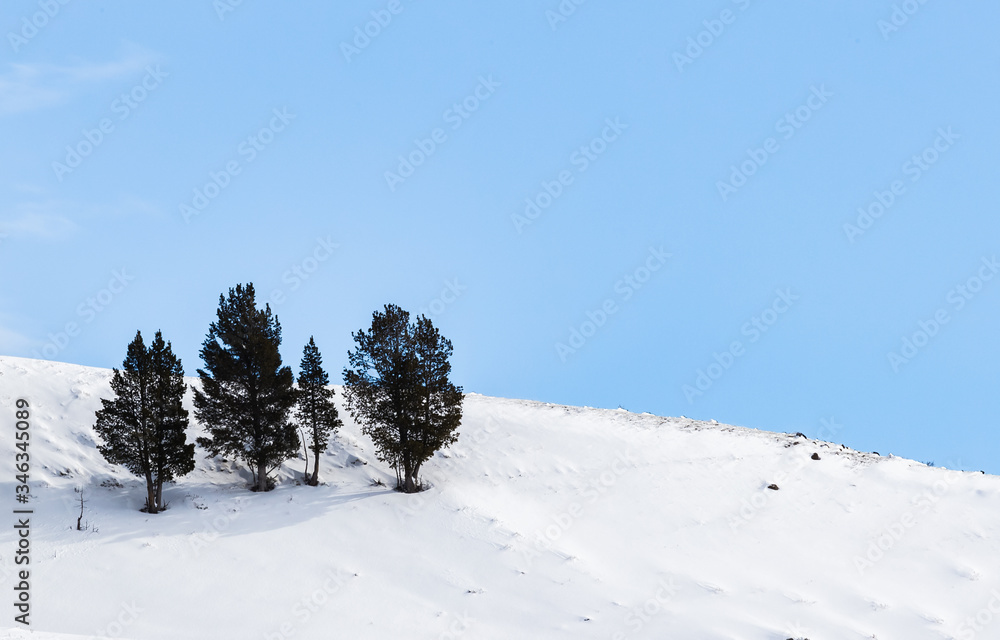 Deep snow surrounds ridge in Yellowstone National park under blue sky