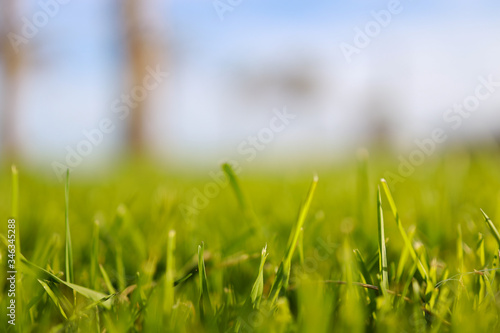 green grass and blue sky background 