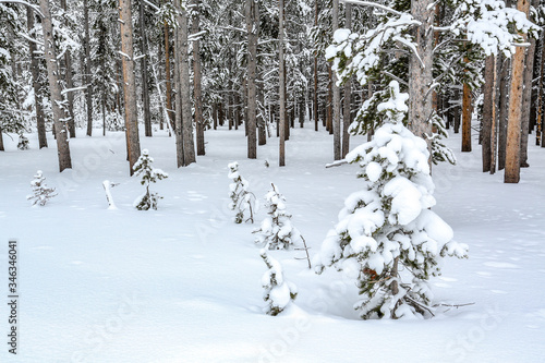 Field of snow with pine trees in winter in Yellowstone