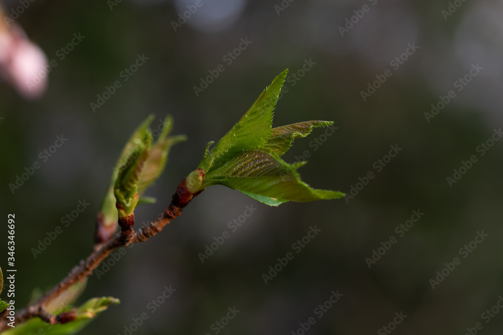 桜の葉 桜の葉