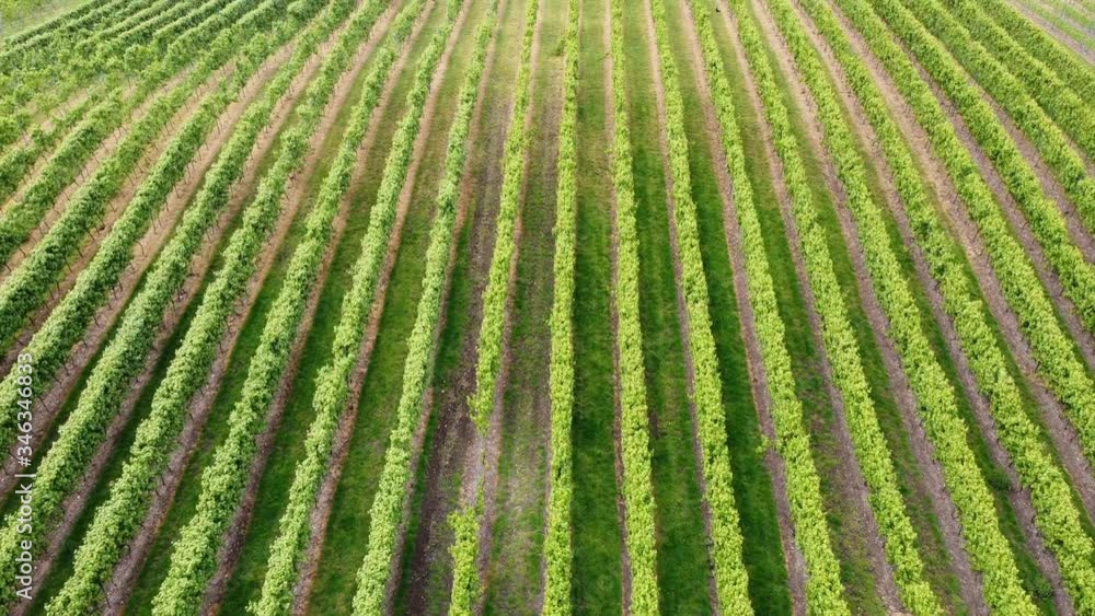 Beautiful wine ranks overwiew HD Drone Shot Beautiful wine ranks overwiew HD Drone Shot