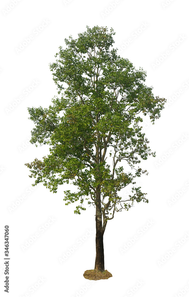 Fototapeta premium Big tree isolated on white background