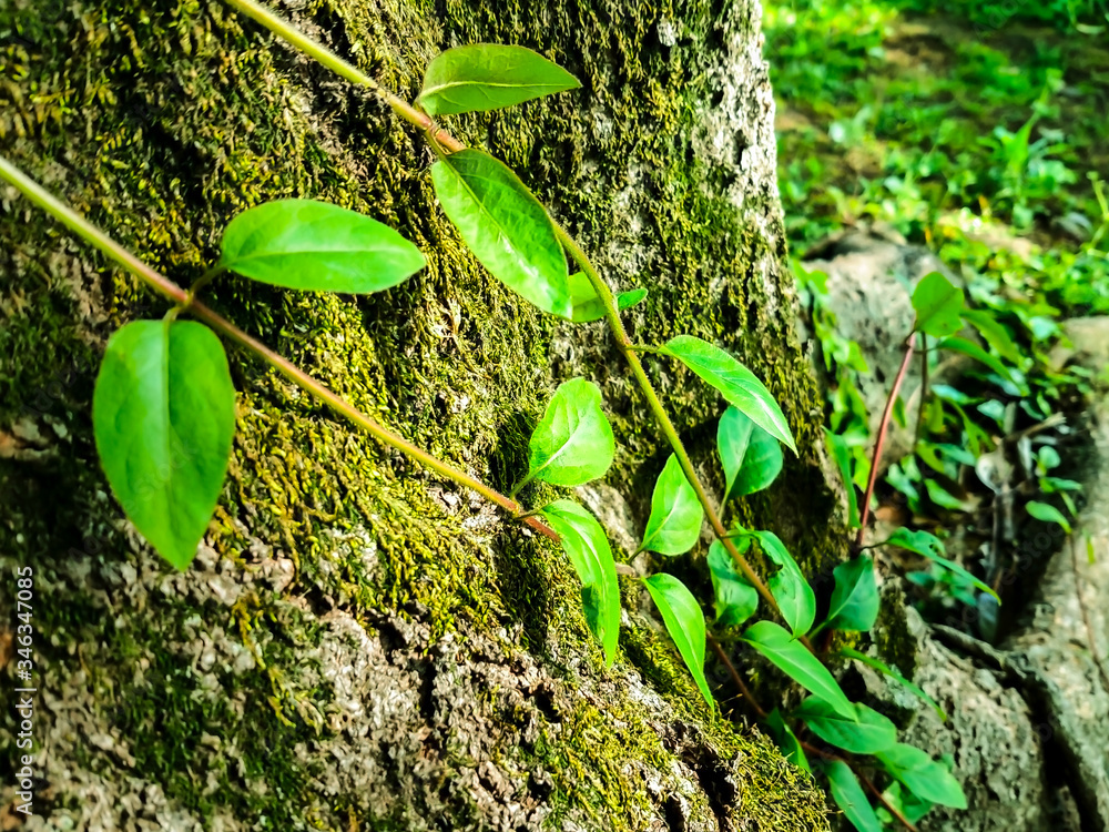 Fototapeta premium 神秘的な森