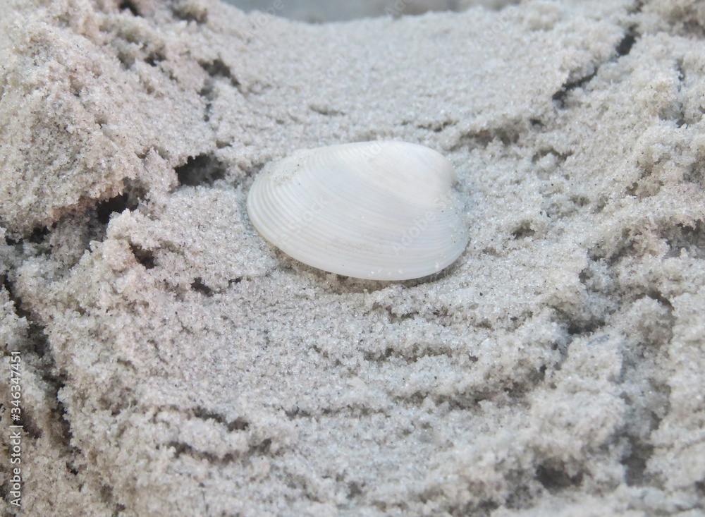 Obraz premium shell on sand