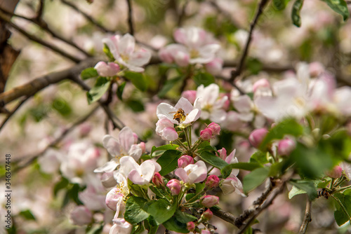 Honey bee gathering pollen in pink apple blossoms.