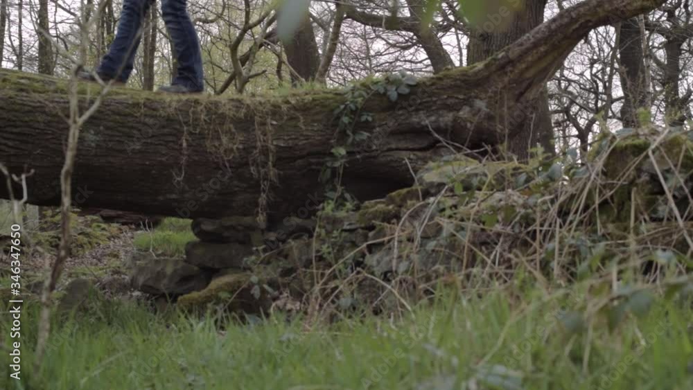 Legs walking across fallen tree trunk in forest Legs walking across fallen tree trunk in forest