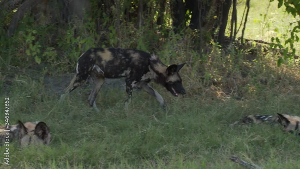Pan shot of African Wild Dog reveals pack mates eating Impala carcass Pan shot of African Wild Dog reveals pack mates eating Impala carcass