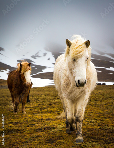 Fototapeta Naklejka Na Ścianę i Meble -  white Icelandic horse walks towards camera.