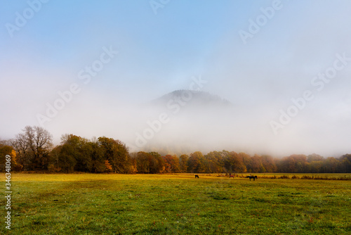 herd of horses in a thick fog in the autumn in the feald