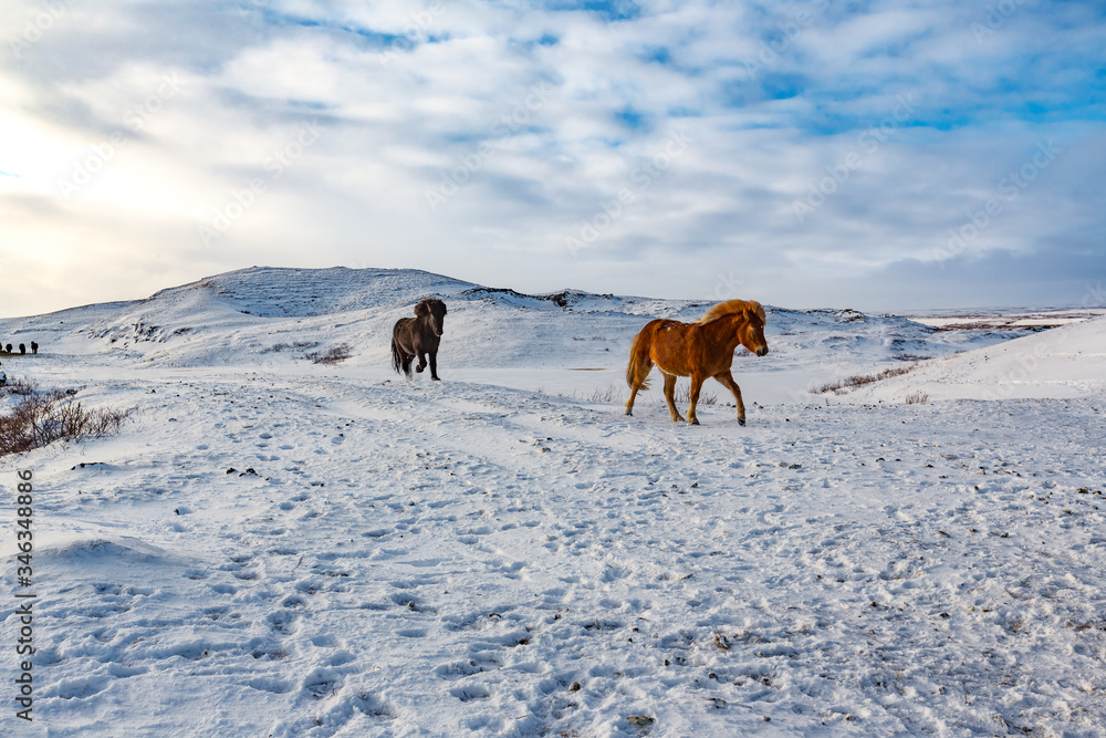 Naklejka premium Icelandic horses run down snowy hill