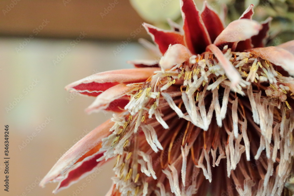 Obraz premium ドライフラワー 