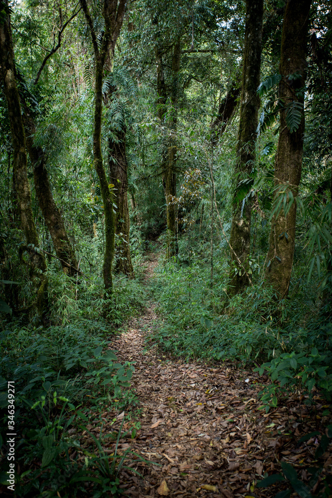 path in the forest path in the forest