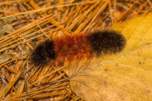 Woolybear caterpillar of the tiger moth in Vernon, Connecticut. photo