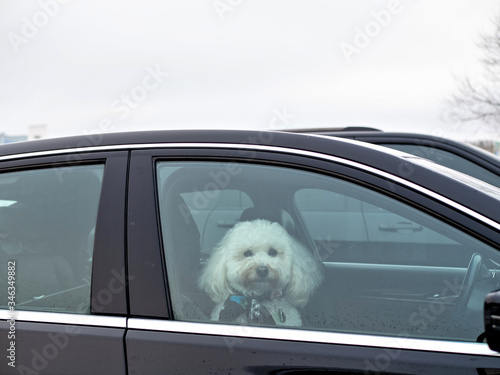 Adorable white fluffy poodle looking out the closed window of a black car.