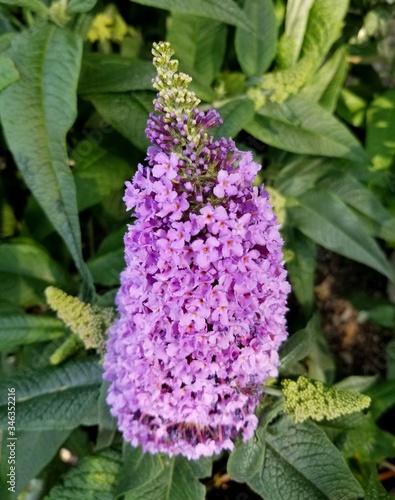 Beautiful cluster of Pugster Amethyst Dwarf butterfly bush photo