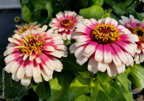 Zinnia 'Swizzle Cherry and Ivory' flowers at full bloom