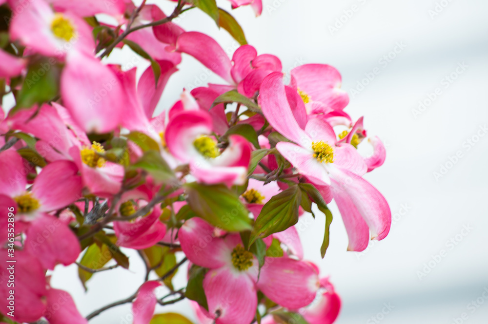 Obraz premium ハナミズキ