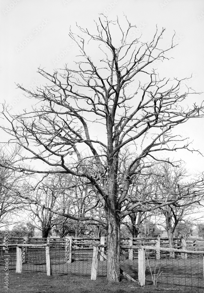 Large tree growing beside stock yards in rural Victoria Large tree growing beside stock yards in rural Victoria