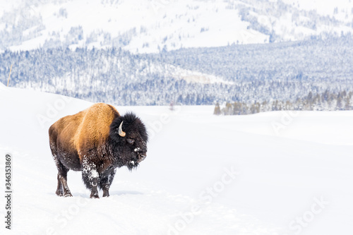 Fotografie Snowy bison covered in snow in Yellowstone National Parl