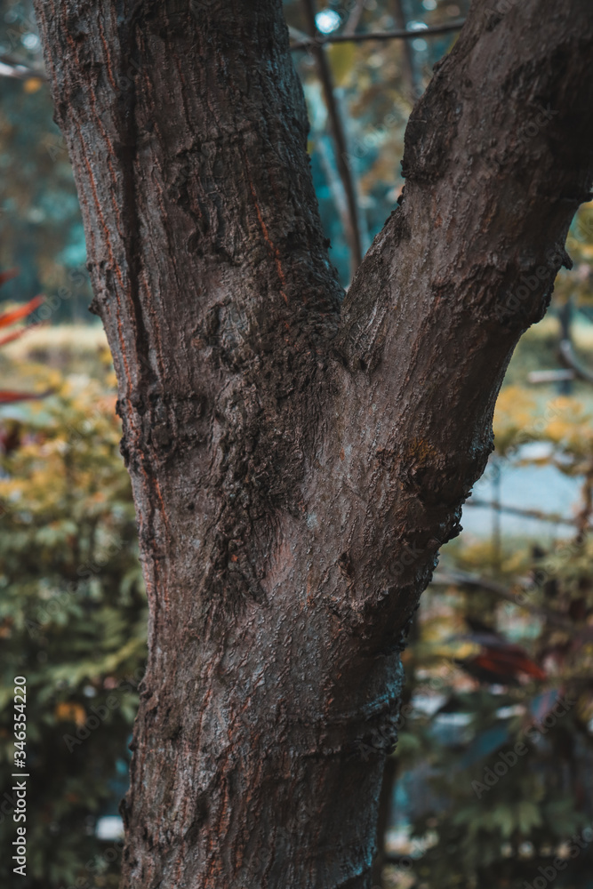 Obraz premium big tree trunk vintage old tree cinematic