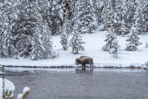 Snowy winter scene in Yellowstone with pine trees, river and bison.