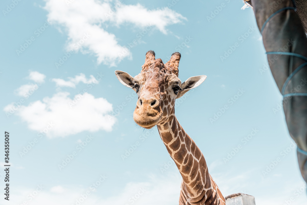 Obraz premium jirafa