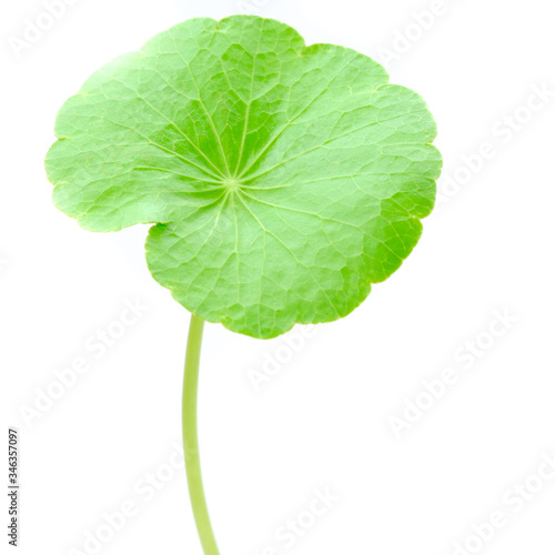 Texture of Gotu kola or Centella asiatica leaves with isolated on white background, green Asiatic pennywort, or Indian pennywort anti-aging and herbal concept.
