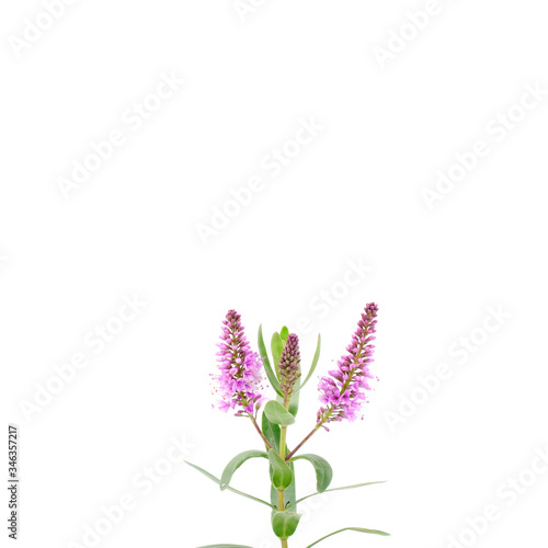 Closeup Purple flower isolated on white background  The single flower with clipping path and copy space for your text