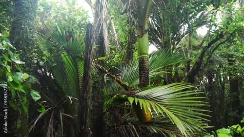 New Zealand native Nikau Pam tree subtropical rain forest photo