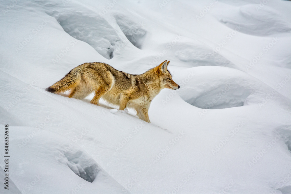 Fototapeta premium Winter coated coyote crawls through deep Yellowstone snow