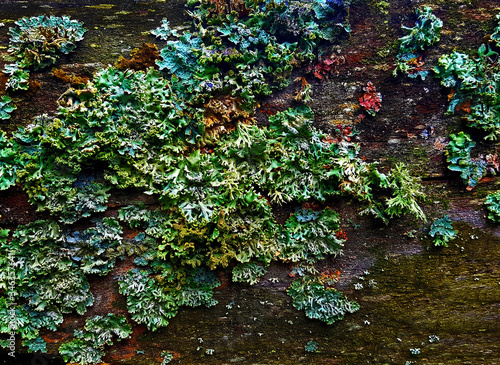Forest Vegetation Natural Green Moss Growing On An Old Tree Bark