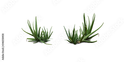 Aloe vera on a white background with clipping path Aloe vera Is involved in the treatment of burns  scalds  fresh wounds  helps to relieve burning pain Also helps in treating surgical wounds as well