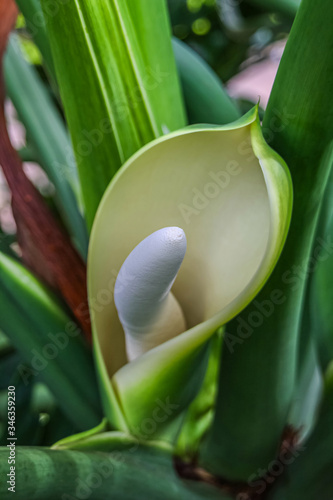 Close up of a peace lily  Spathiphyllum  of the family  Araceae  native to tropical regions of the Americas and southeastern Asia. 