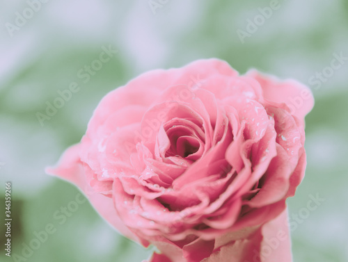 Closed Up Rose Flower on Japanese vintage style