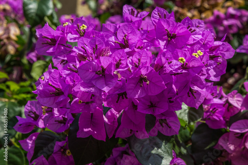 Close up of purple bougainvillaea flowers (Bougainvillea glabra), against a leafy background.