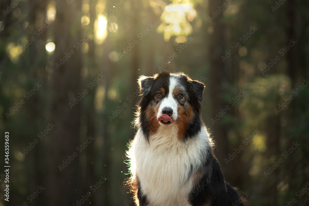 dog in nature. Beautiful forest, light, sunset. Australian Shepherd in the background landscape.