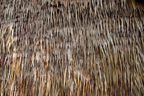 Fototapeta An intimate view of the traditional thatched roofs in a rural village