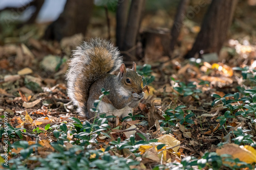 Squirrel in the fall